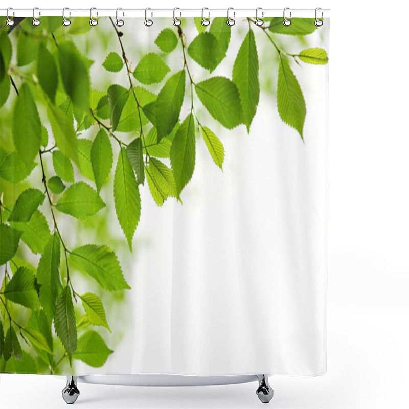 Personality  Green Spring Leaves On White Background Shower Curtains