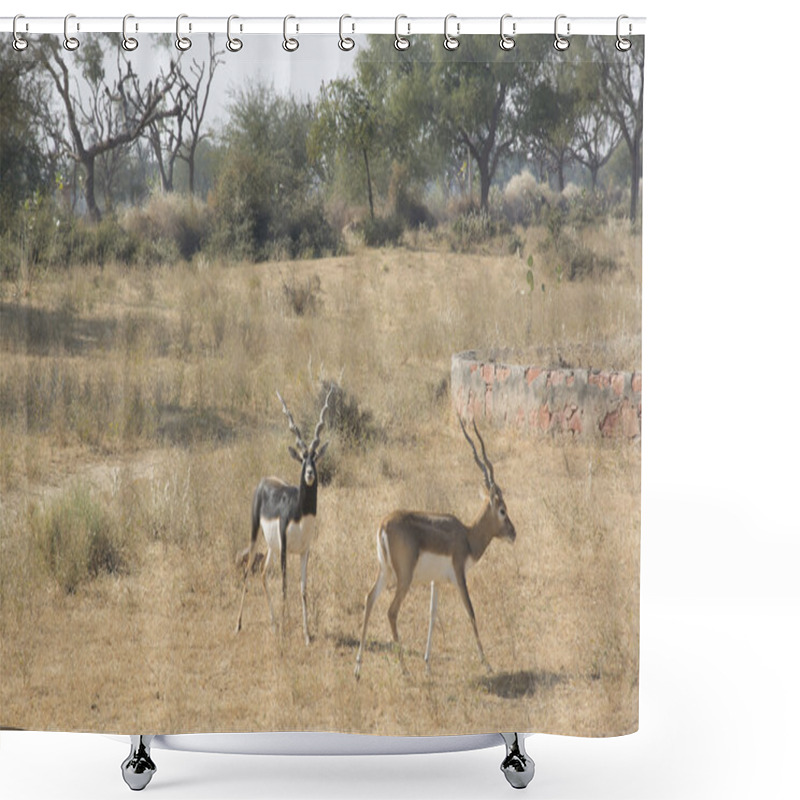 Personality  Black Bucks In Rajasthan Shower Curtains