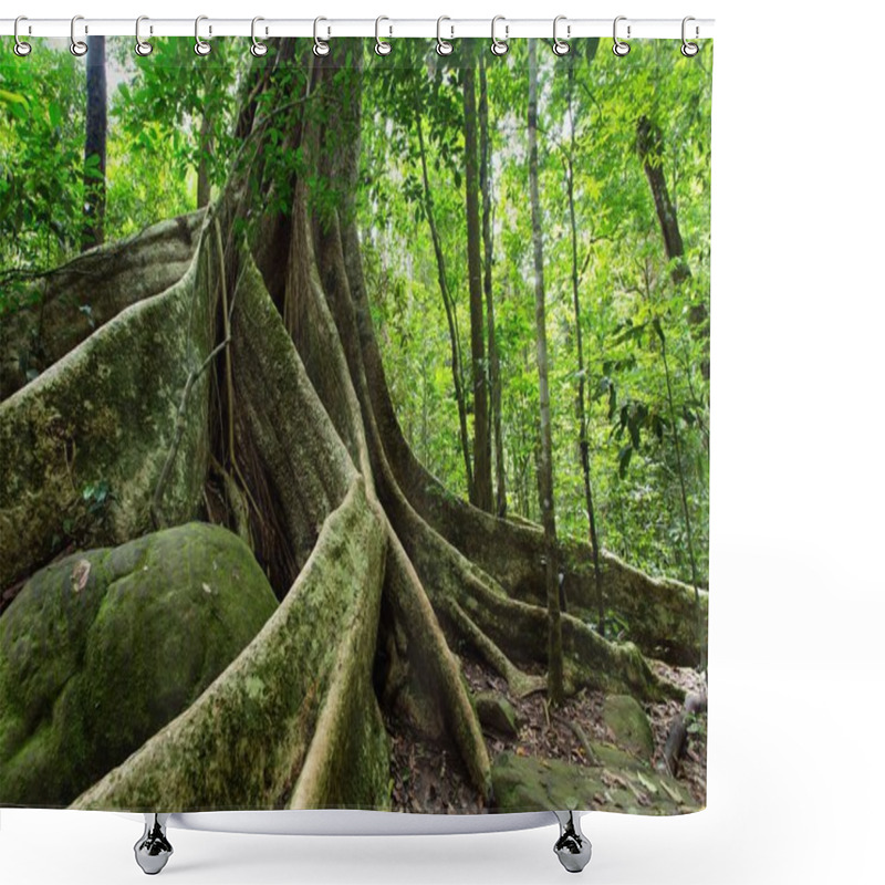 Personality  Large Fig Tree Shower Curtains