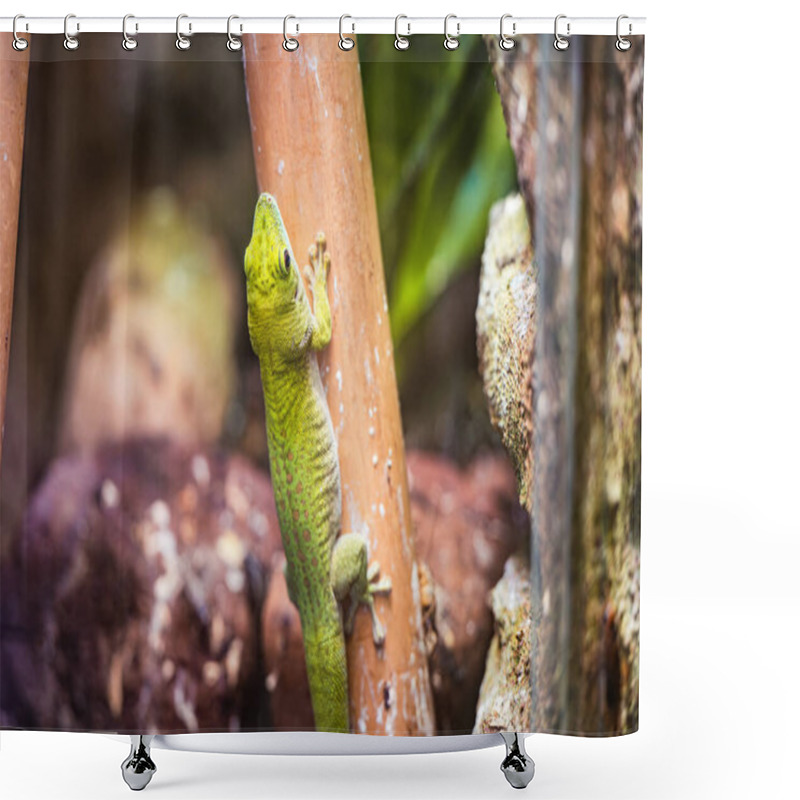 Personality  Giant Day Gecko - Phelsuma Madagascariensis Kochi Shower Curtains