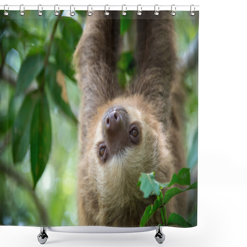 Personality  Two-toed Sloth Shower Curtains