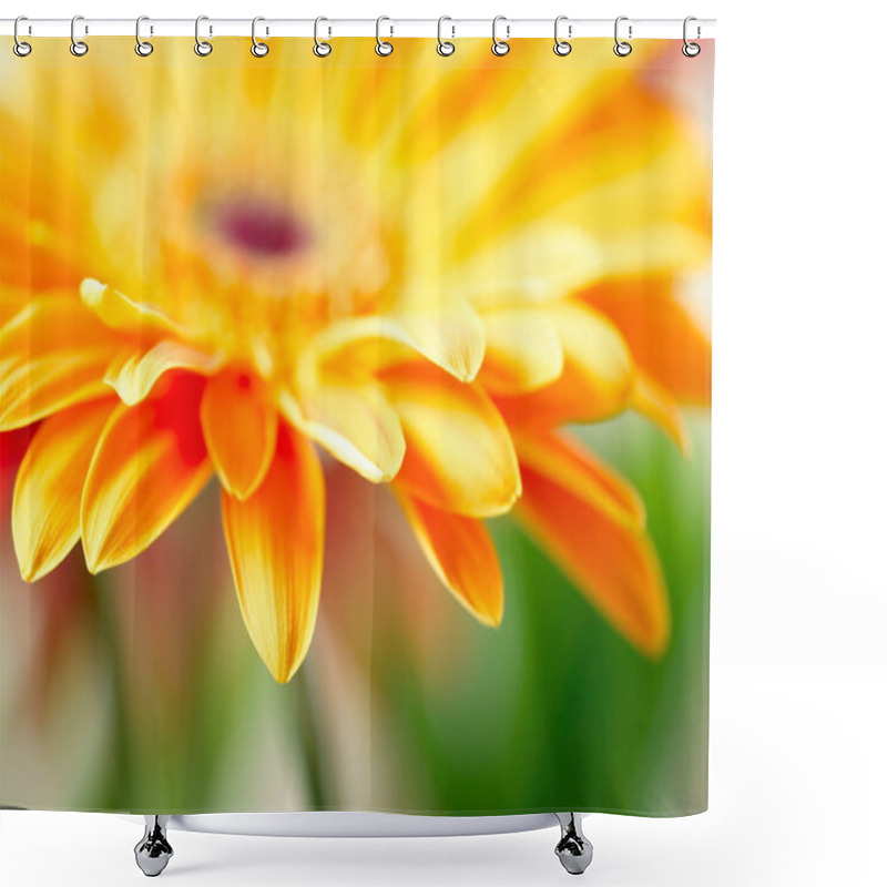 Personality  Closeup Photo Of Yellow Daisy-gerbera Shower Curtains