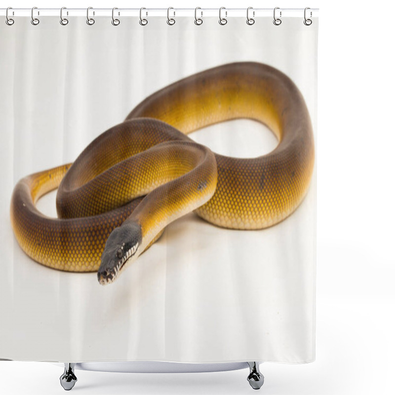 Personality  Gold Albertisi, White Lipped Python Snake (Leiopython Albertisi) Isolated On White Background Shower Curtains