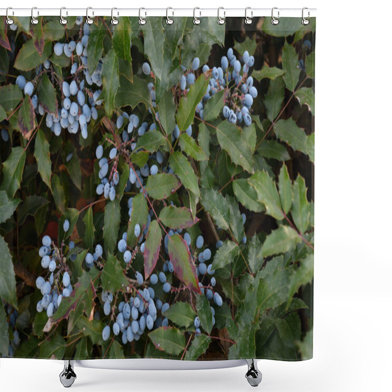 Personality  Berry Mahonia Aquifolium Shower Curtains