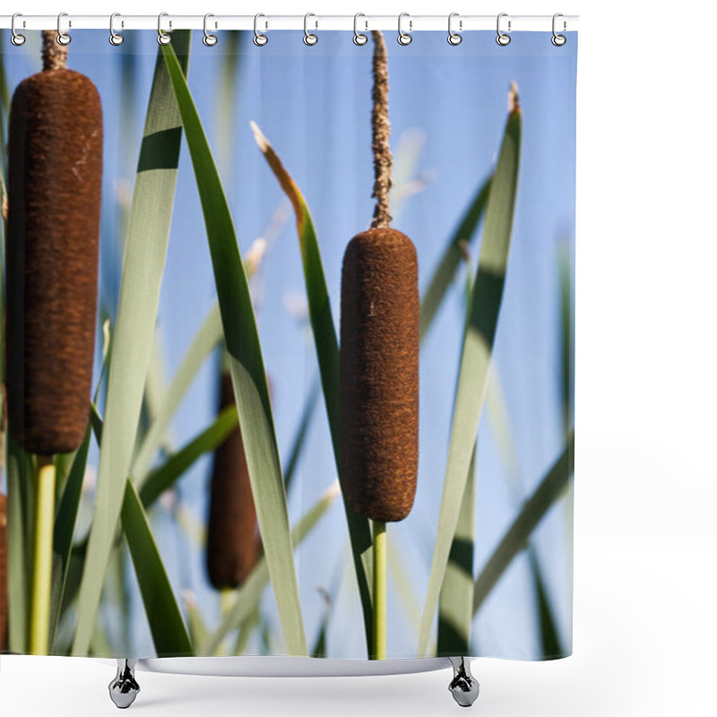 Personality  Cattail With Blue Sky On Background Shower Curtains