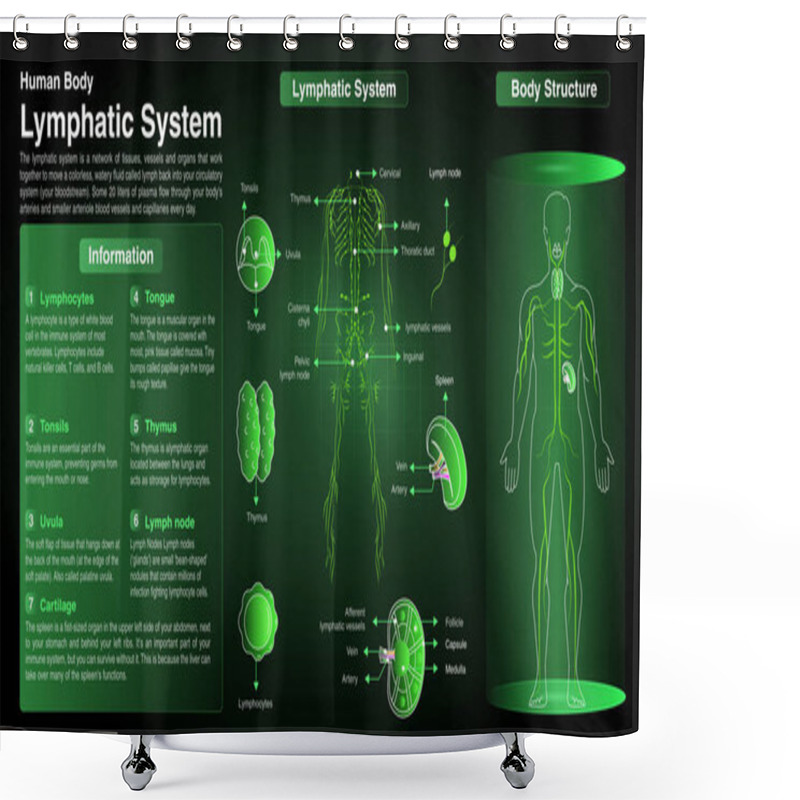 Personality  Vector Diagrams Of Lymphatic System: Function, Organs And Anatomy Shower Curtains