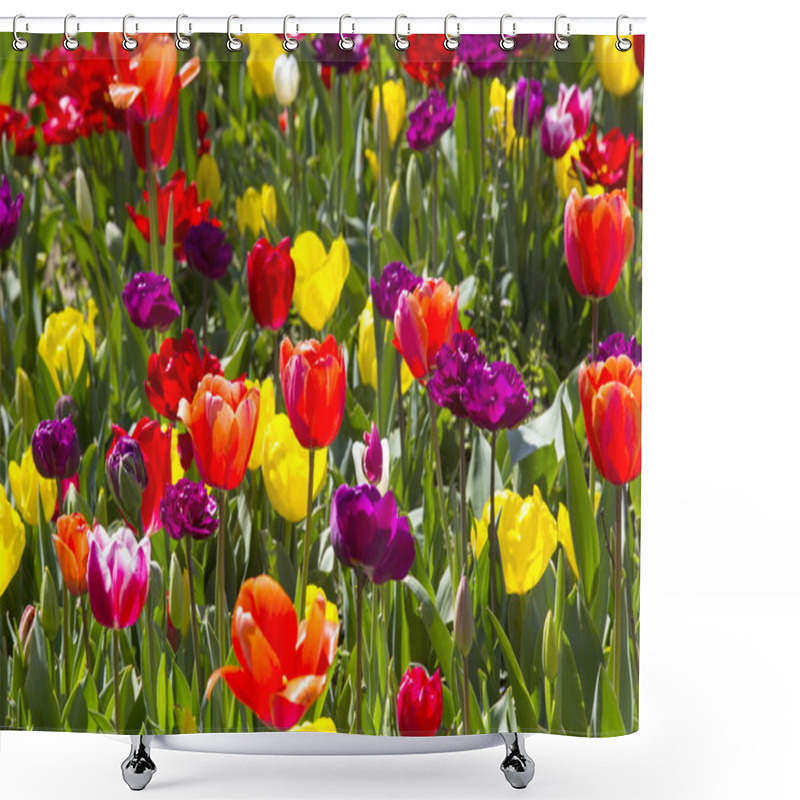 Personality  Bed Of Tulips Growing  Shower Curtains