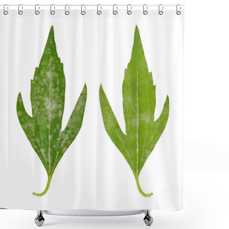 Personality  Diseased Leaf Of Rudbeckia Laciniata Flore Pleno – Fungal Attacked Shower Curtains