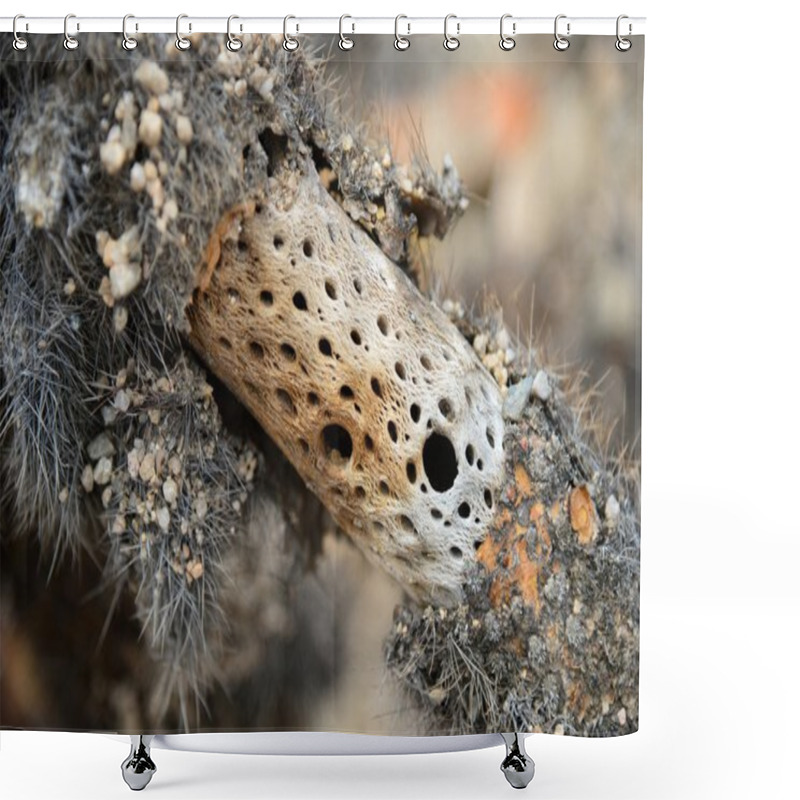 Personality  Stem Of Cactus In Joshua Tree National Park (USA) Shower Curtains