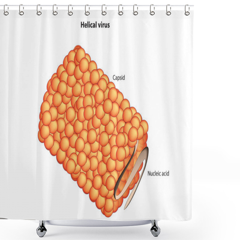 Personality  Helical Virus Capsid And DNA Shower Curtains