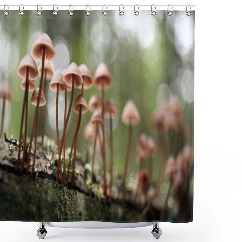 Personality  Small Mushrooms Toadstools Shower Curtains