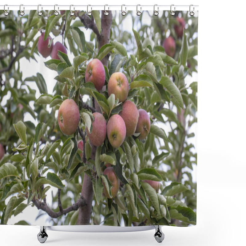 Personality  Fresh Organic Apples On Apple Tree Branch, Elmali - Antalya - Turkey Shower Curtains