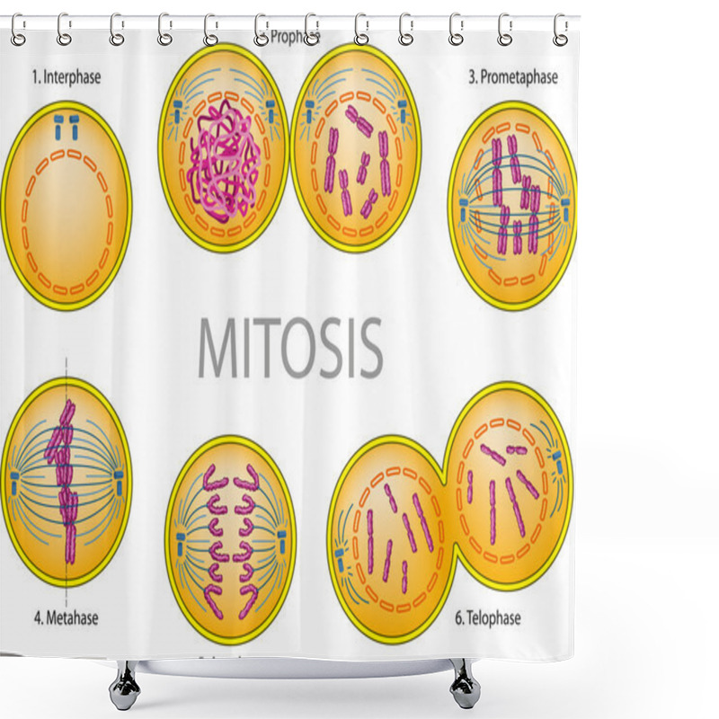 Personality  Mitosis Shower Curtains