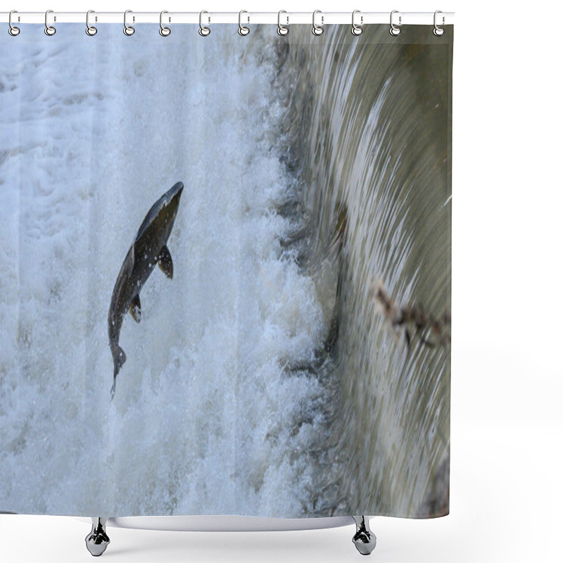 Personality  Toronto, On, Canada  - October 20, 2023: Salmon Run On The Humber River At Old Mill Park In Canada Shower Curtains