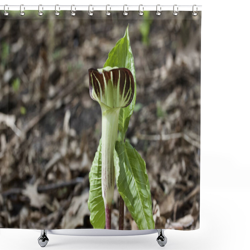 Personality  Close Up View Of A Single Uncultivated Jack-in-the-pulpit (arisaema Triphyllum) Wildflower In Its Native Woodland Setting Shower Curtains