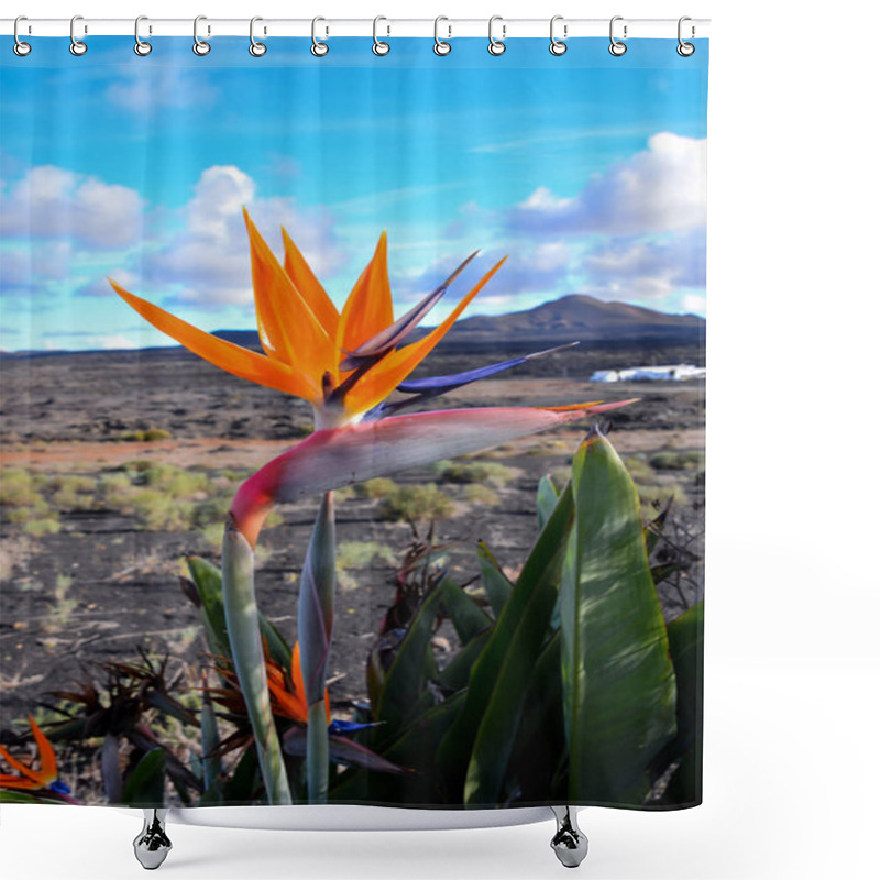 Personality  Bird Of Paradise Plant In Full Seasonal Bloom Shower Curtains