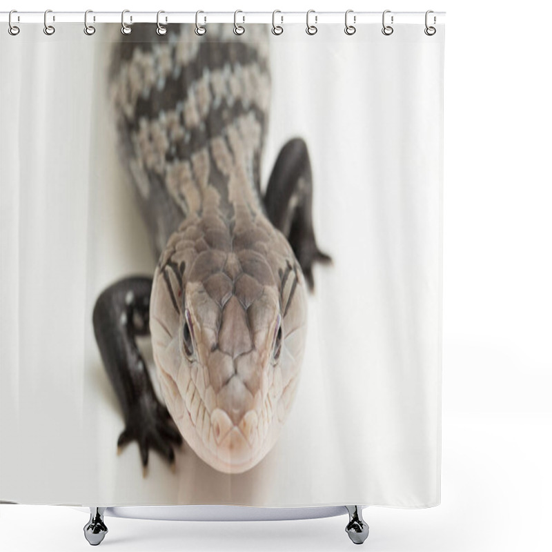 Personality  Giant Blue-tongued Skink Lizard Or Tiliqua Gigas Isolated On White Background Shower Curtains