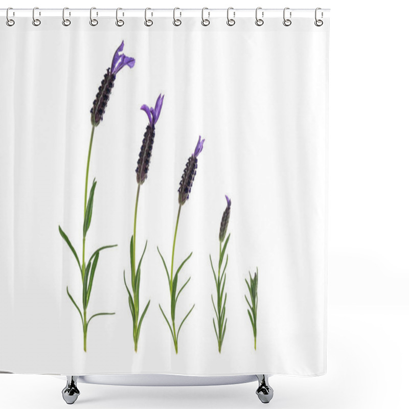 Personality  Collection Of Lavender Flowers In Bloom On White Background  Shower Curtains