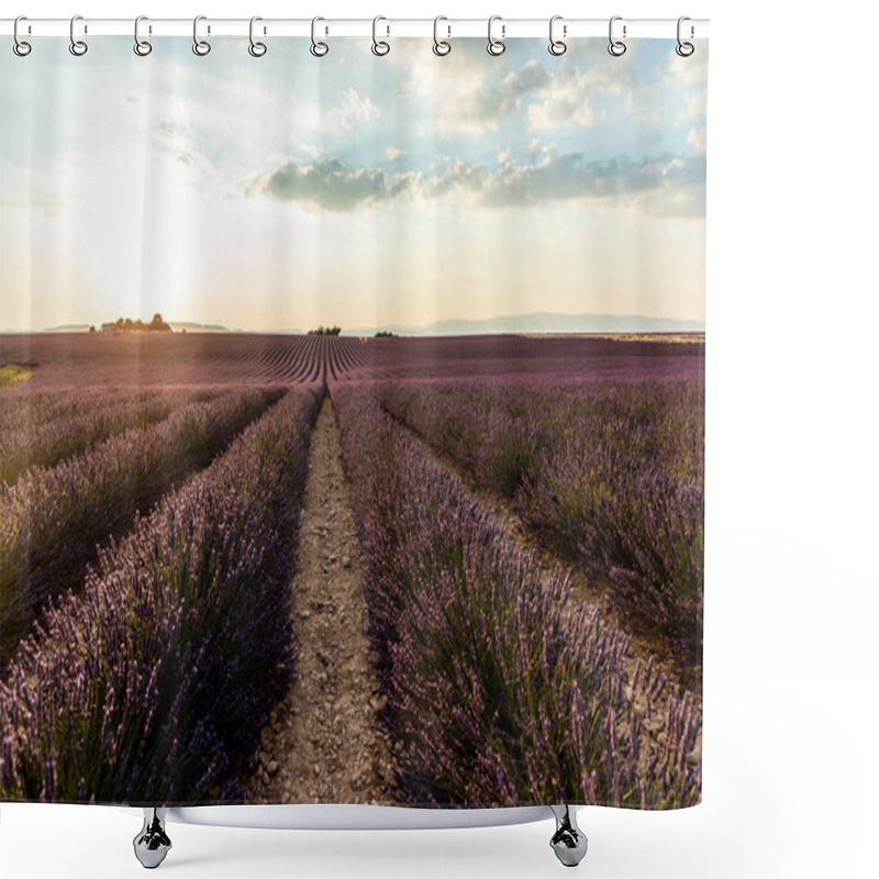 Personality  Beautiful Blooming Lavendes On Cultivated Field At Sunset, Provence, France  Shower Curtains