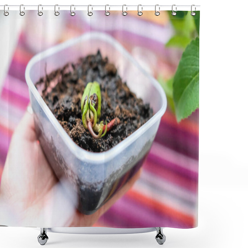 Personality  A Mango Seed Was Planted In A Container Of Earth. Bright Background Shower Curtains