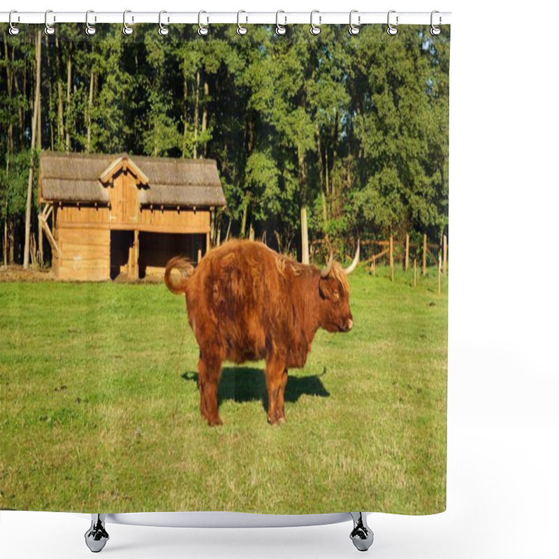 Personality  Cow, Red Highland Cattle (Scottish Gaelic) Peeing On Pasture Shower Curtains