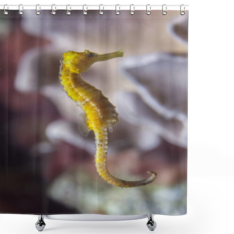 Personality  Slender Seahorse In Aquarium Shower Curtains