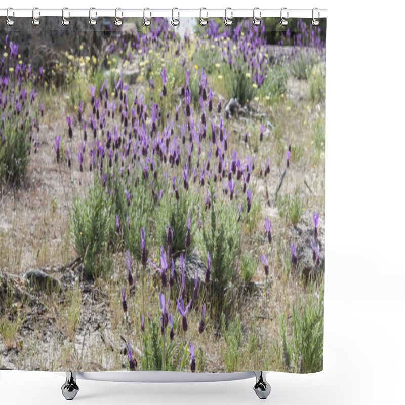 Personality  Spanish Lavender, Lavandula Stoechas Shower Curtains