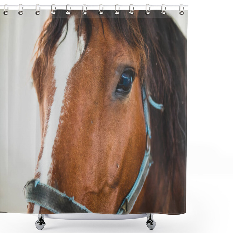 Personality  Close Up Portrait Of Beautiful Brown Horse Face With White Spot And Blue Bridal Shower Curtains