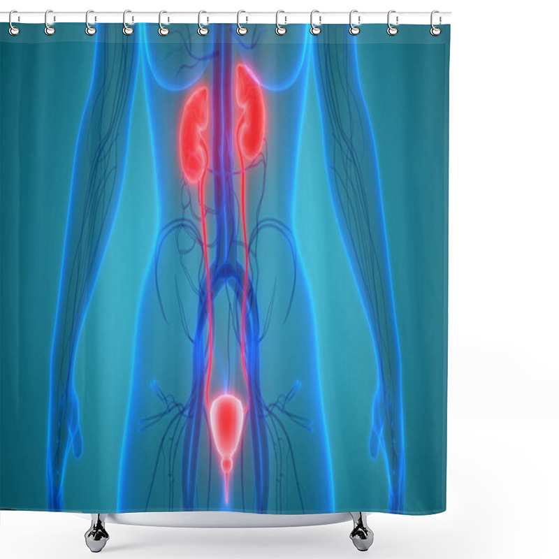 Personality  Human Body Organs (Kidneys With Urinary Bladder) Shower Curtains