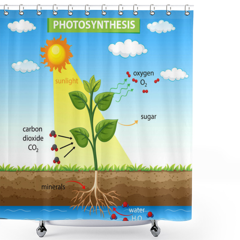 Personality  Diagram Showing Photosynthesis In Plant Illustration Shower Curtains