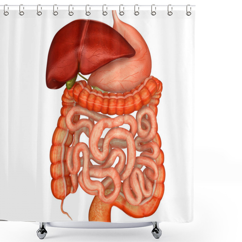 Personality  Digestive System Shower Curtains