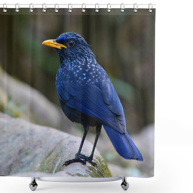 Personality  Blue Whistling Thrush Bird Shower Curtains