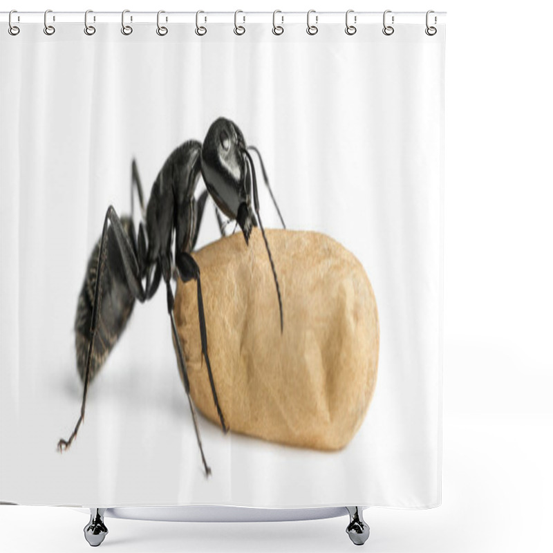 Personality  Carpenter Ant, Camponotus Vagus, Carrying An Egg Shower Curtains