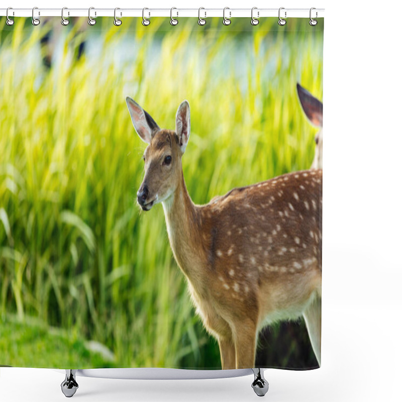 Personality  Beautiful Deer In Park Shower Curtains