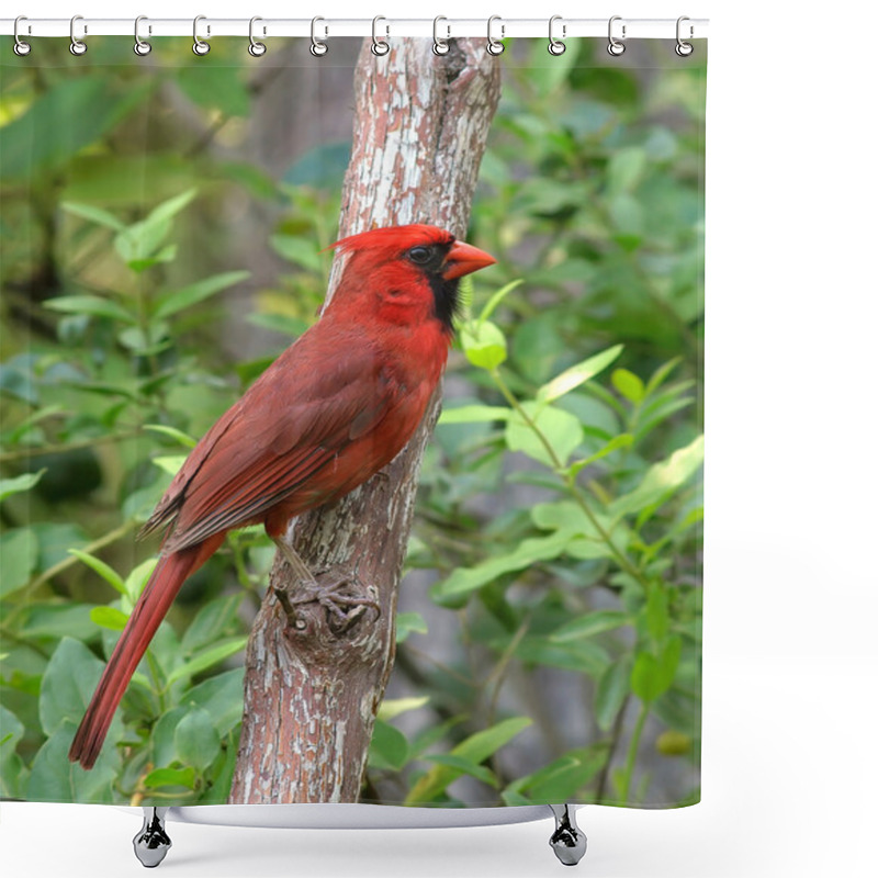 Personality  Cardinal Shower Curtains