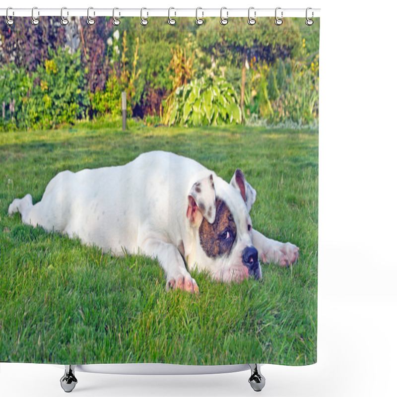 Personality  Dog Relaxing On The Grass Shower Curtains