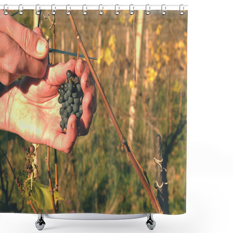 Personality  Wine Grower Control Vine Grapes After The First Frost In Vineyard. Autumn Season Of Vine Making Shower Curtains