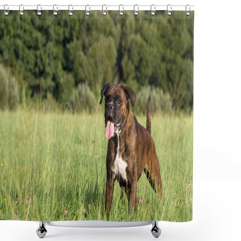 Personality  Purebred Female Boxer Brown Brindle Shower Curtains