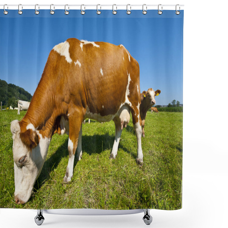 Personality  Grazing Cows Shower Curtains