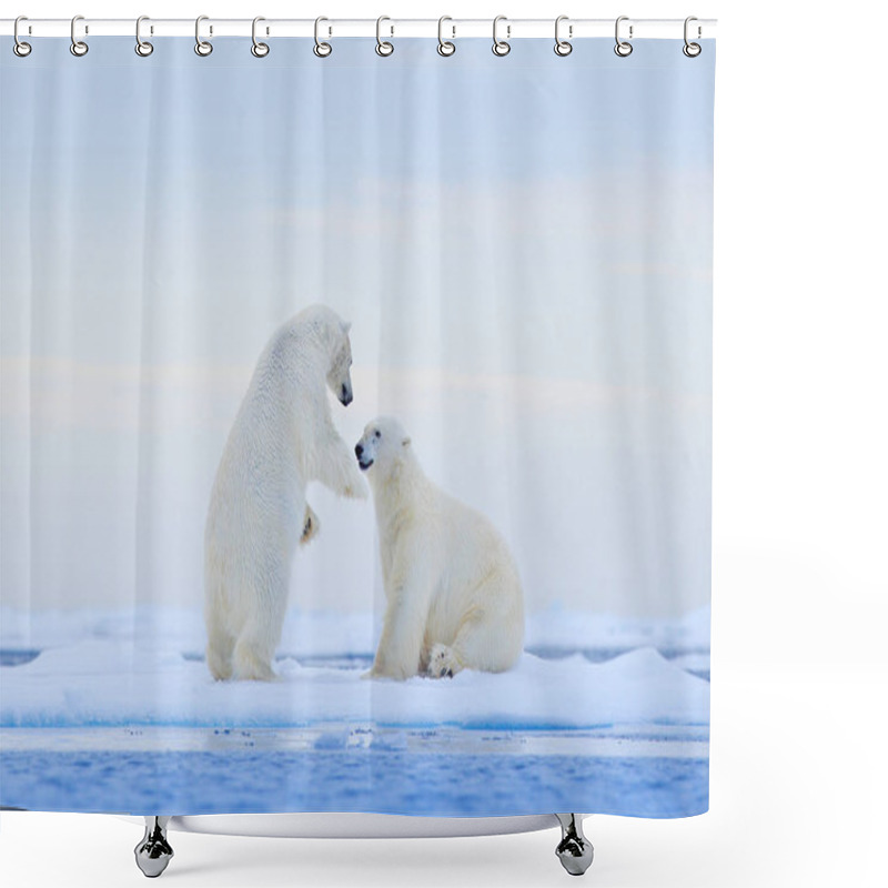 Personality  Polar Bear Dancing On The Ice. Two Polar Bears Love On Drifting Ice With Snow, White Animals In The Nature Habitat, Svalbard, Norway. Animals Playing In Snow, Arctic Wildlife. Funny Image From Nature. Shower Curtains