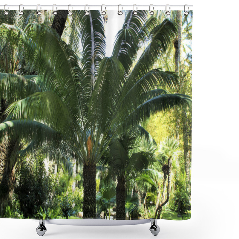 Personality  Cycas Circinalis Plant In The Garden In Elche, Alicante Shower Curtains