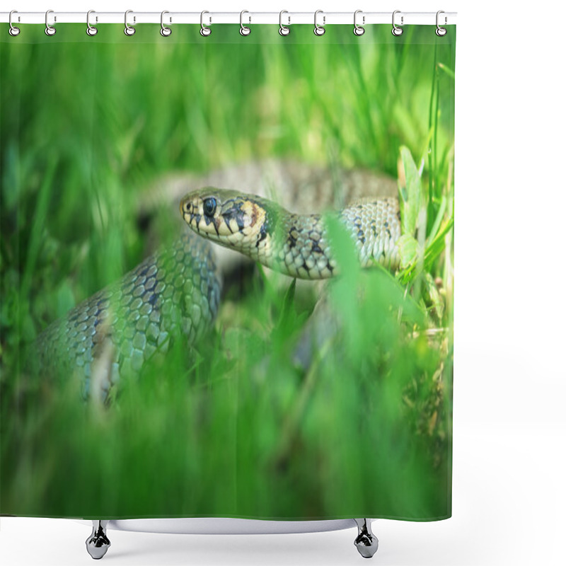 Personality  Snake Shower Curtains