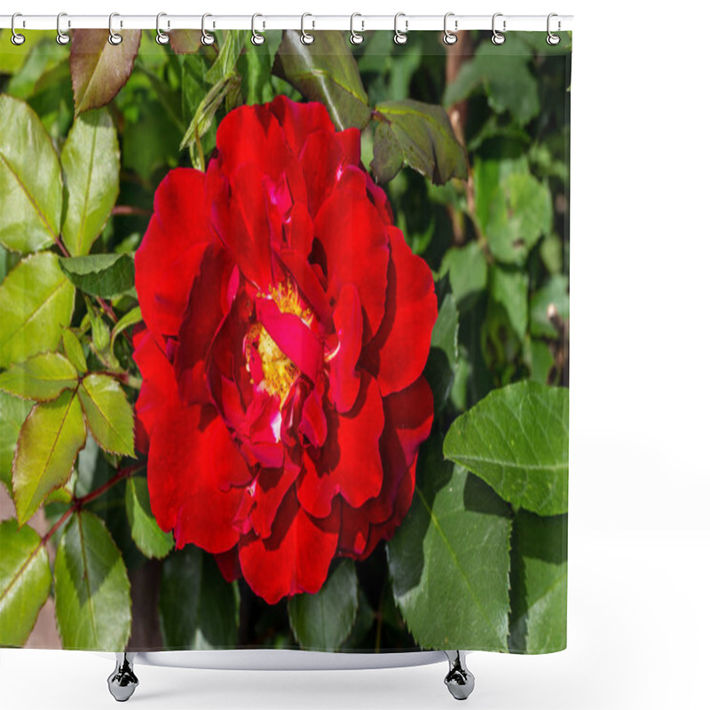 Personality  Red Garden Rose. Blooming Purple Rose Bush. Shower Curtains