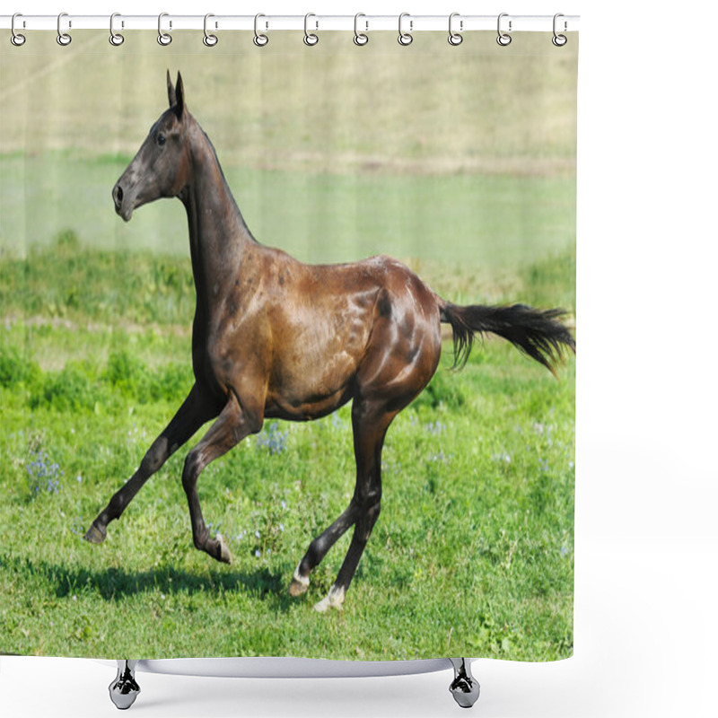 Personality  Black Akhal-teke Young Stallion Run Gallop Shower Curtains