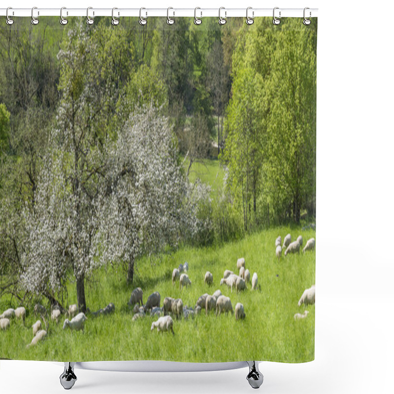 Personality  Sheep At Spring Time Shower Curtains