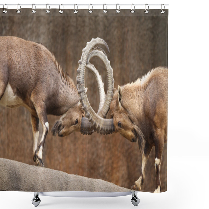 Personality  Wild Goats Fighting Shower Curtains