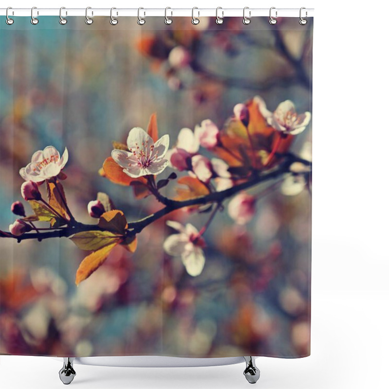 Personality  Spring Blossom Background. Beautiful Nature Scene With Blooming Cherry Tree - Sakura. Orchard Abstract Blurred Background In Springtime. Shower Curtains