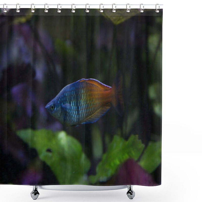 Personality  The Boeseman's Rainbowfish (Melanotaenia Boesemani). Shower Curtains