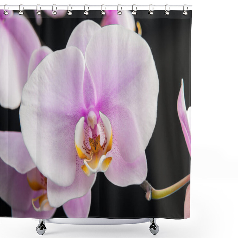 Personality  Flowers Orchids In Greenhouse Shower Curtains