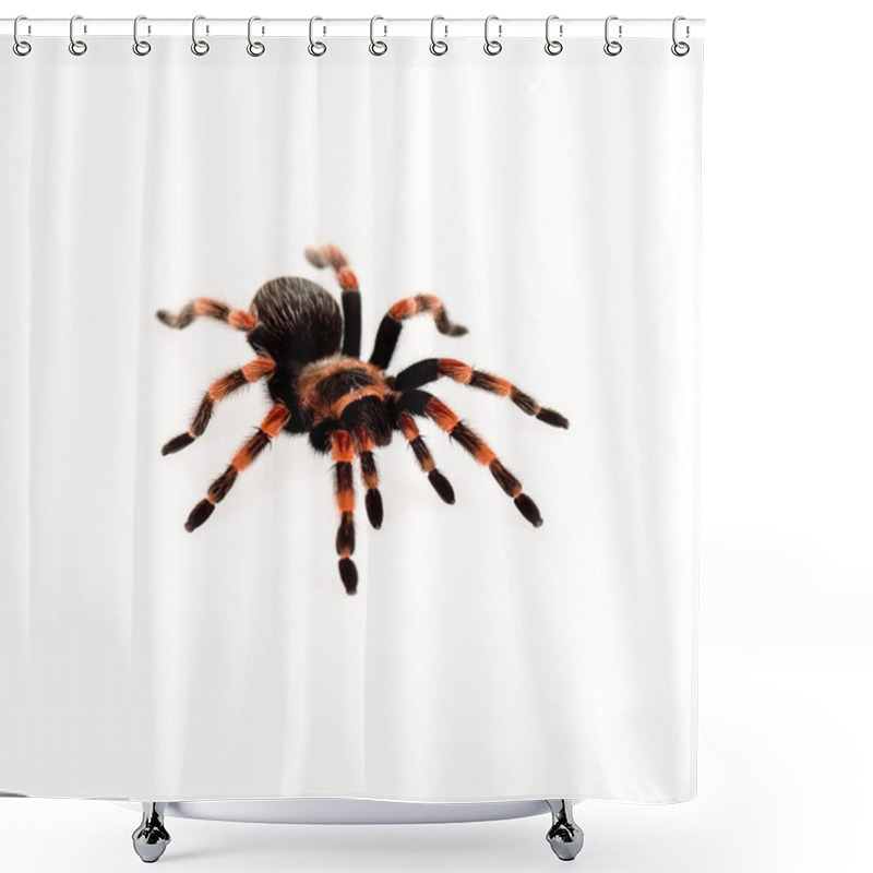 Personality  Black And Red Hairy Spider Isolated On White Shower Curtains